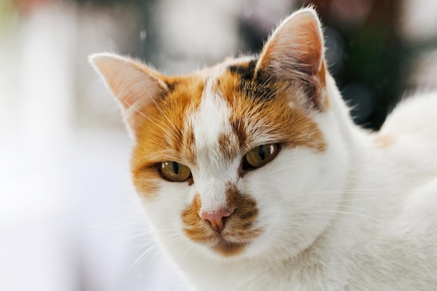 猫のクローズアップ肖像画