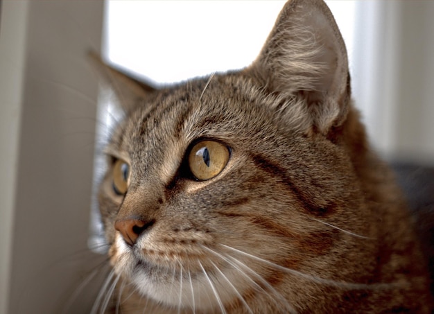 猫のクローズアップポートレート