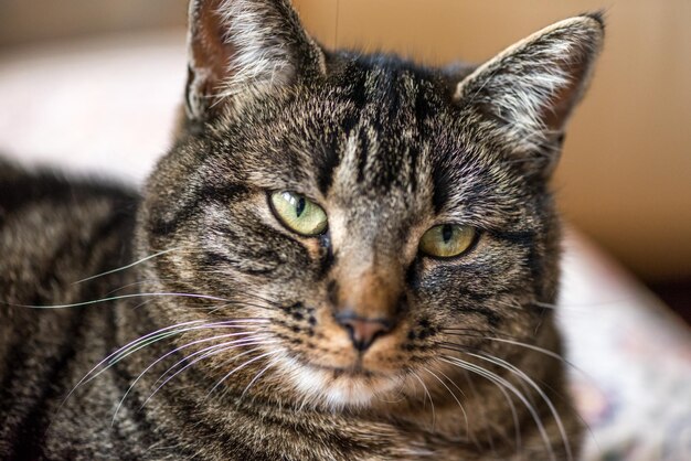 Photo close-up portrait of cat