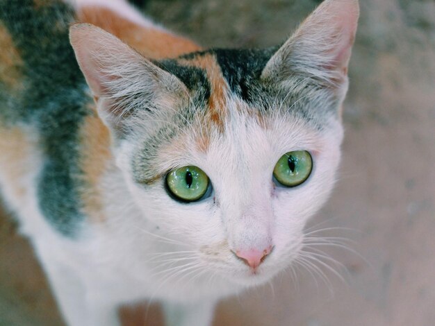 Foto ritratto di un gatto da vicino