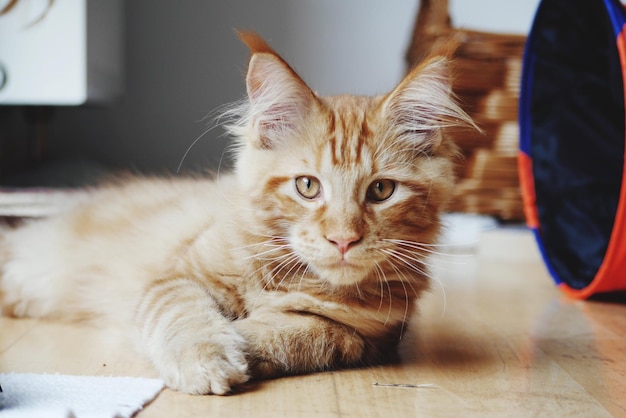 고양이 의 클로즈업 초상화