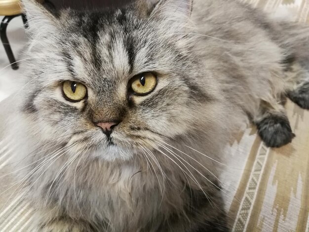 Photo close-up portrait of a cat