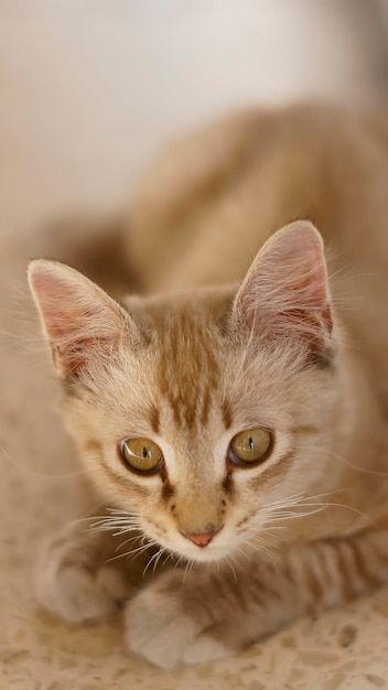 Photo close-up portrait of cat