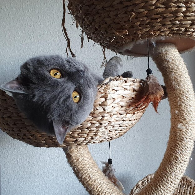 Close-up portrait of a cat