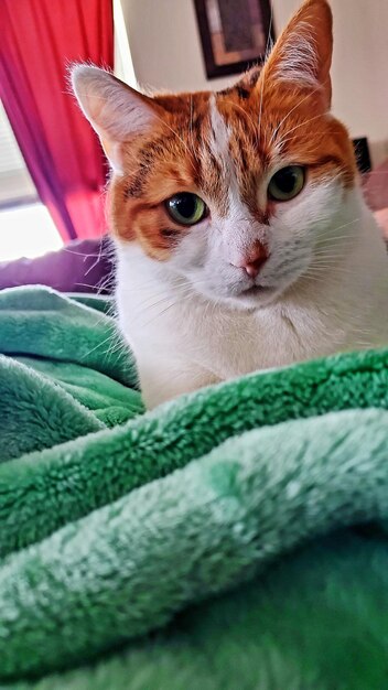 Close-up portrait of a cat