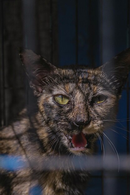 Close-up portrait of cat