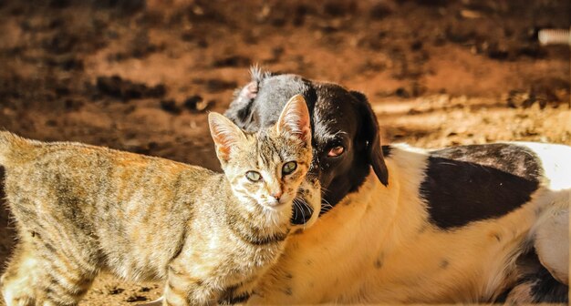 고양이 의 클로즈업 초상화