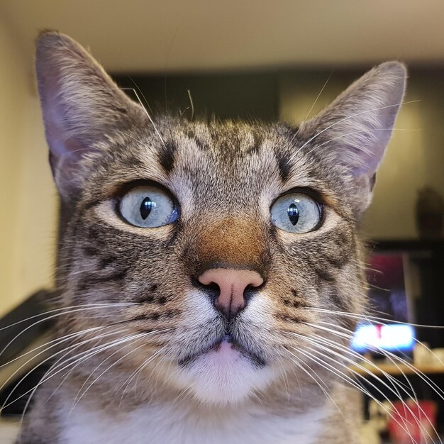 Photo close-up portrait of a cat