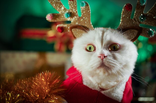 Close-up portrait of a cat