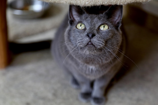 Photo close-up portrait of cat