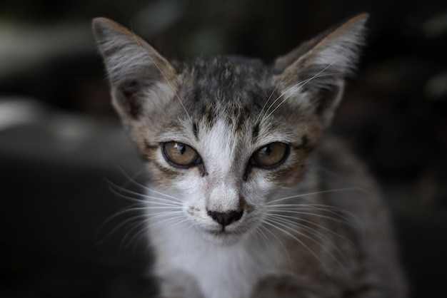 Close-up portrait of cat