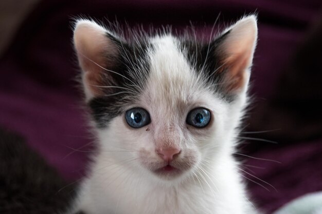 Close-up portrait of a cat