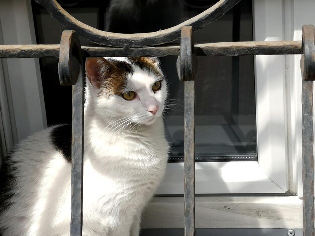 Close-up portrait of a cat