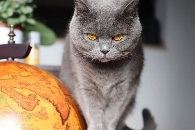 Close-up portrait of cat