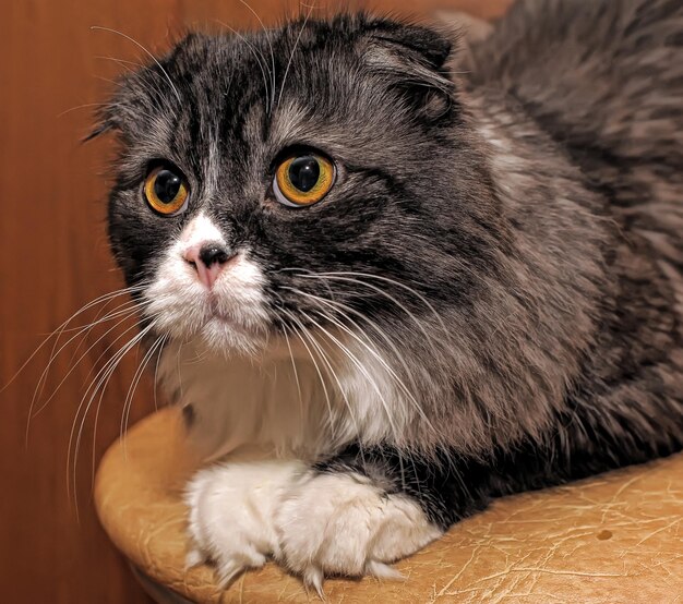 Photo close-up portrait of a cat