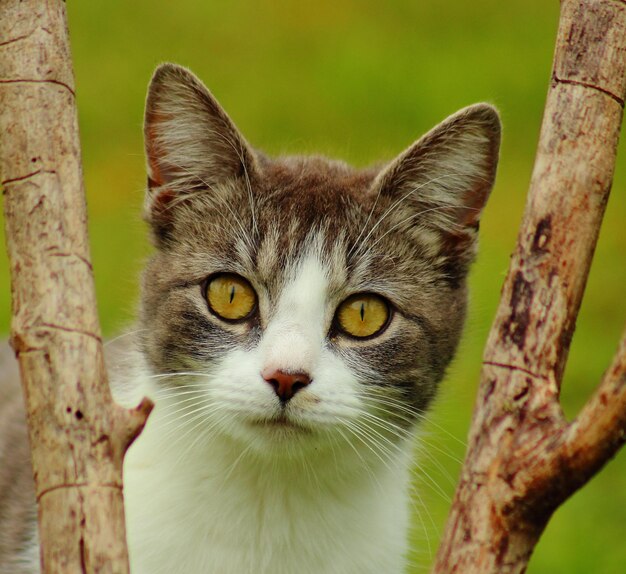 Photo close-up portrait of a cat