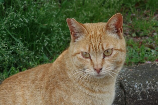 Photo close-up portrait of a cat