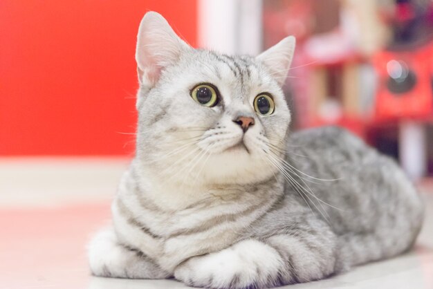 Close-up portrait of a cat