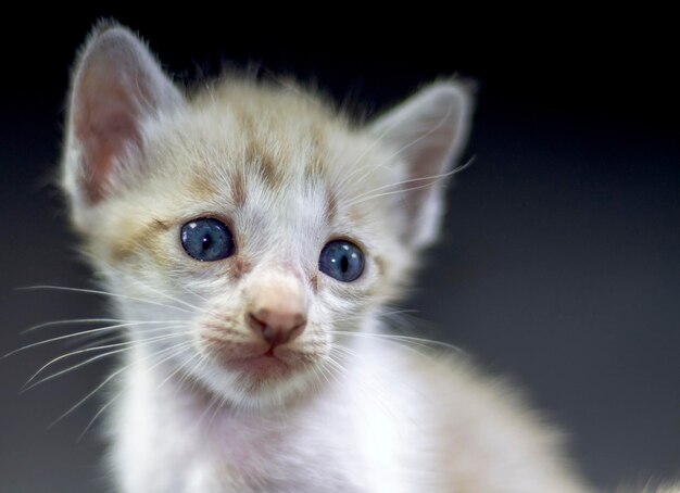 Close-up portrait of a cat