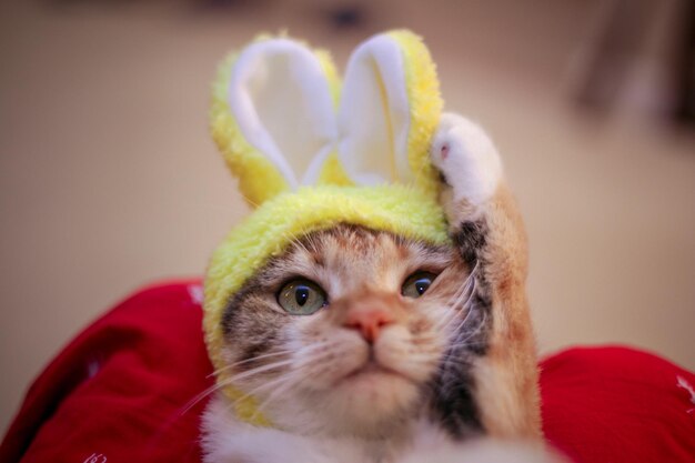 Close-up portrait of a cat