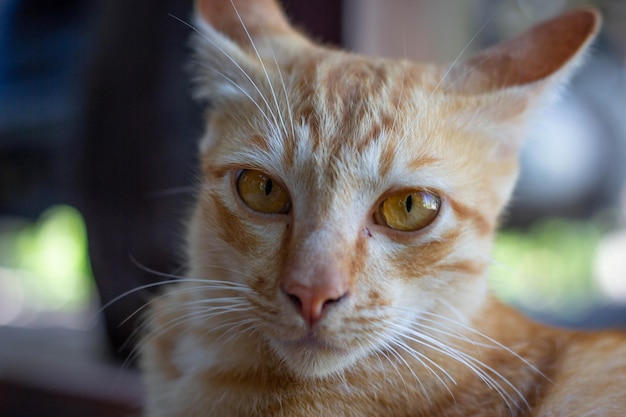 Foto ritratto di un gatto da vicino