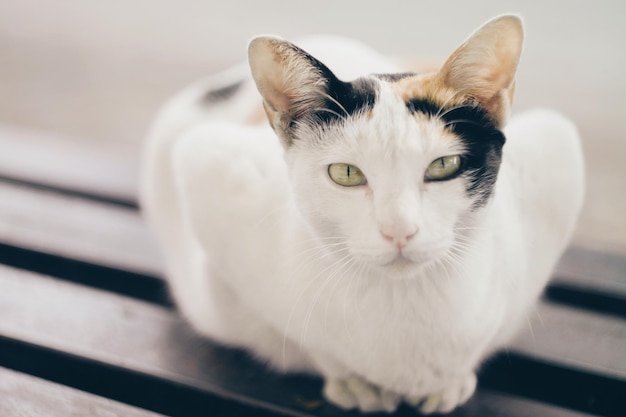 고양이 의 클로즈업 초상화