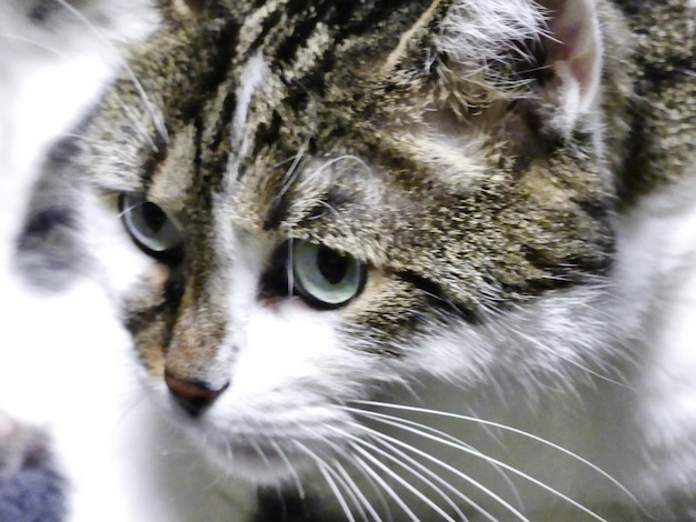 Photo close-up portrait of cat