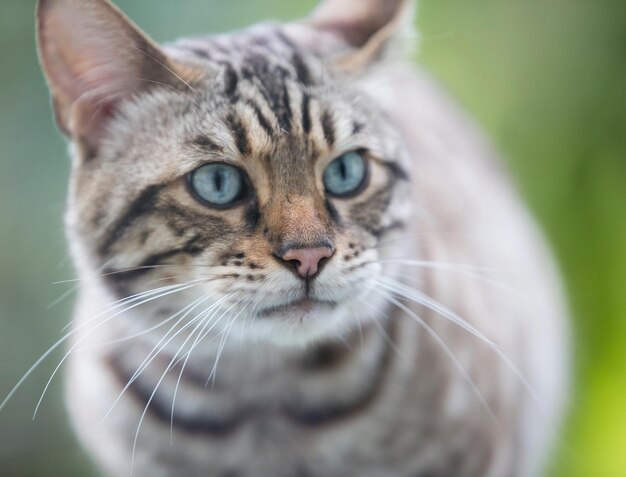 猫のクローズアップ肖像画