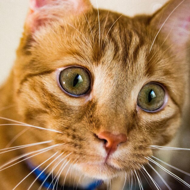 Photo close-up portrait of cat