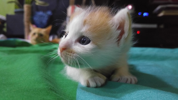 Close-up portrait of cat