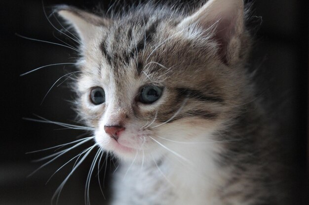 Foto ritratto di un gatto da vicino