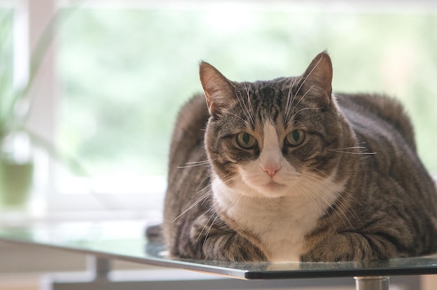猫のクローズアップポートレート