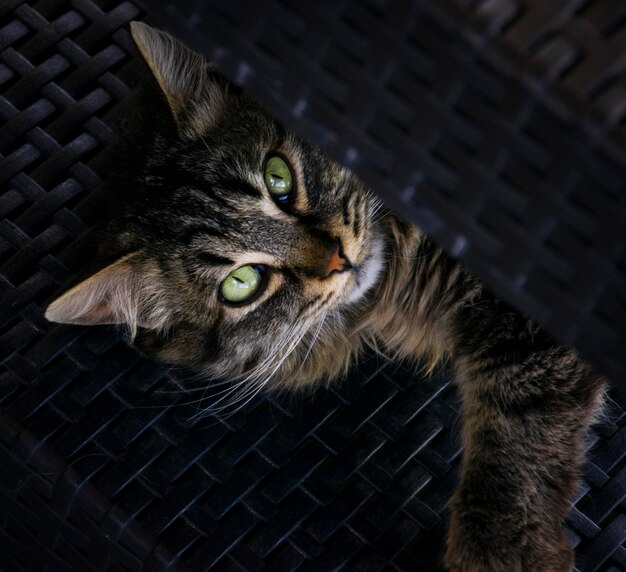 Photo close-up portrait of a cat