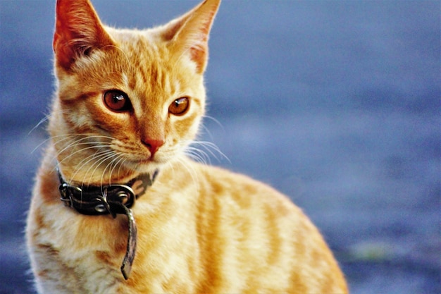 Close-up portrait of a cat