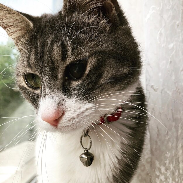 Photo close-up portrait of a cat