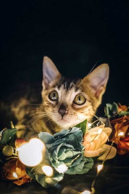 Close-up portrait of a cat