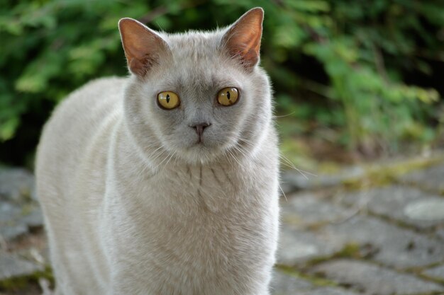 Close-up portrait of cat