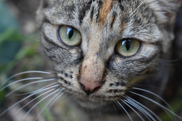 Foto ritratto di un gatto da vicino