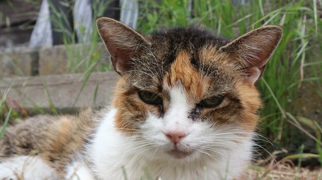 Close-up portrait of a cat