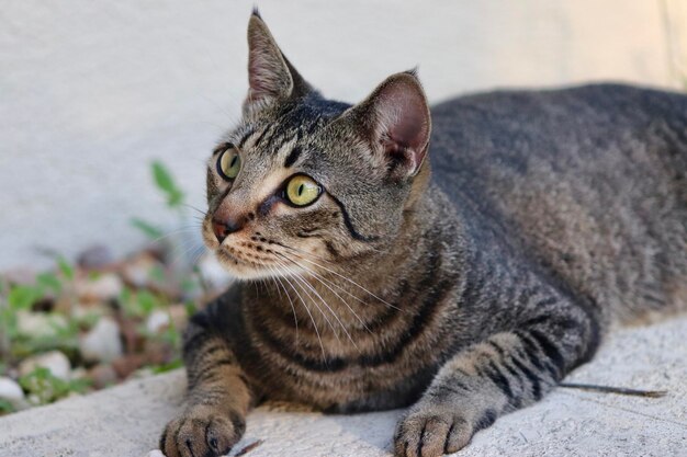 Foto ritratto di un gatto da vicino