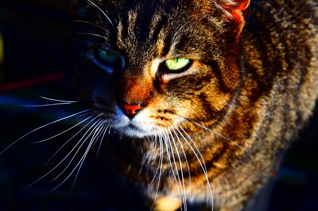 Photo close-up portrait of a cat