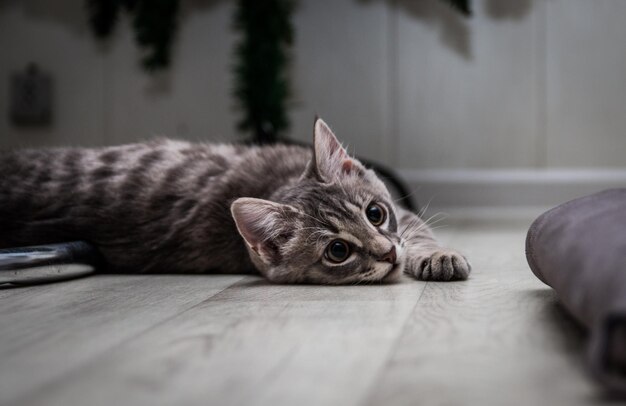 Photo close-up portrait of a cat