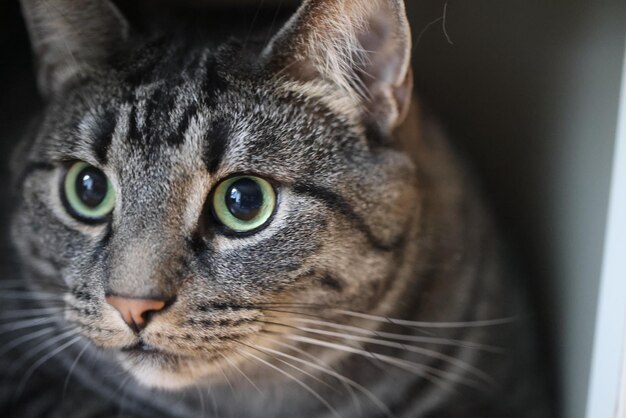 Photo close-up portrait of a cat