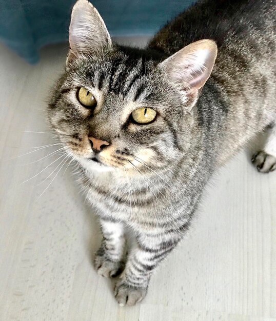 Close-up portrait of a cat