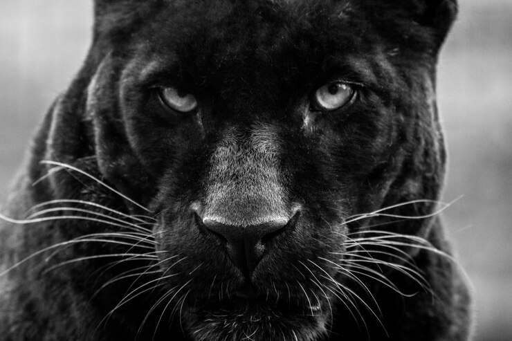 Photo close-up portrait of a cat
