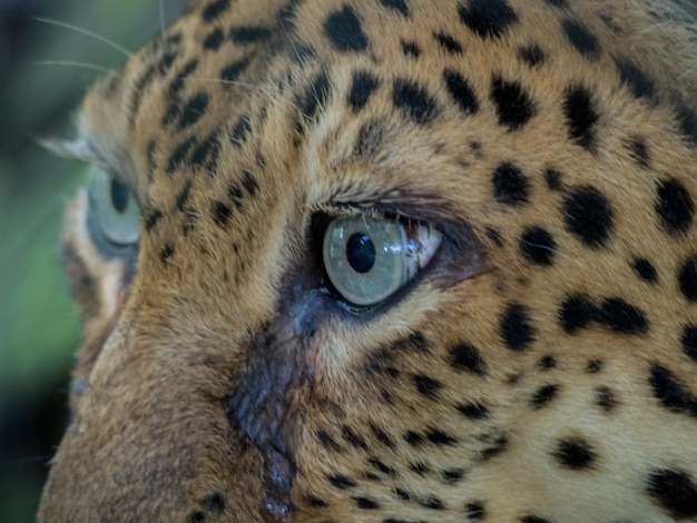 Photo close-up portrait of cat