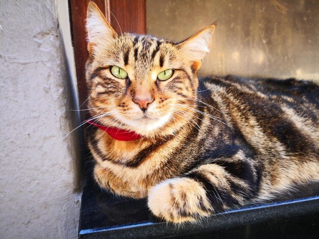 Close-up portrait of a cat