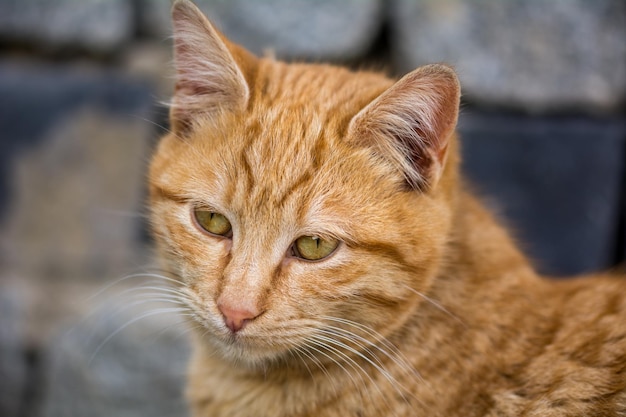 猫のクローズアップポートレート