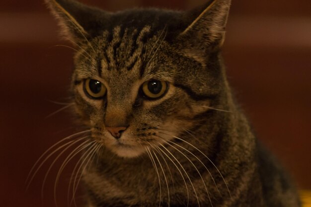 Photo close-up portrait of cat