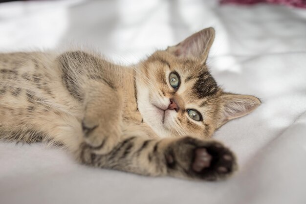 Close-up portrait of a cat